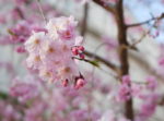 東京の目黒川に咲く桜のお花見に行ってきました【2018年】